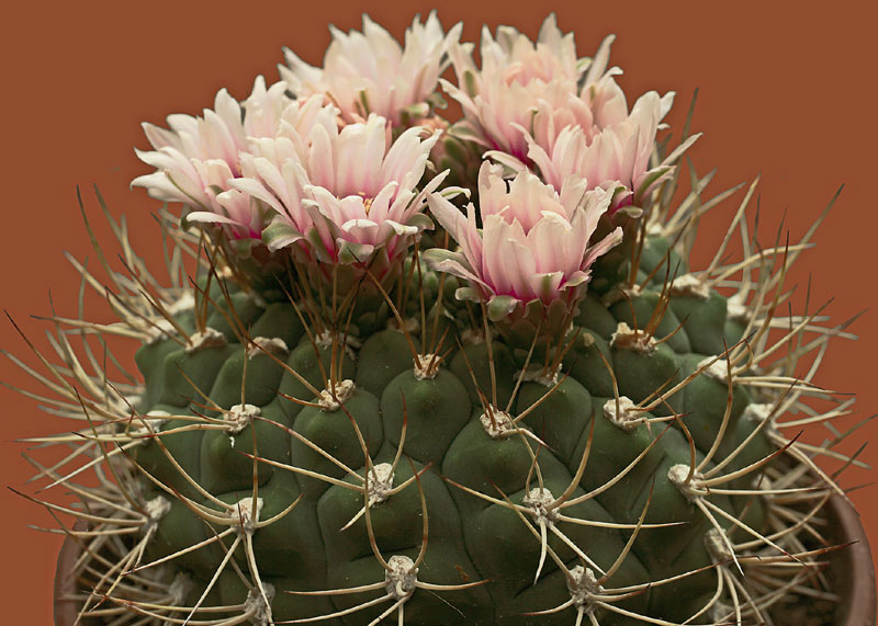 Gymnocalycium eytianum